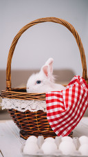 Lovely rabbit-02