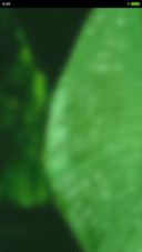 Banana Leaf TT