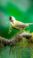 Yellownecked babbler