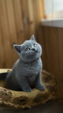 Lovely Cat at Home