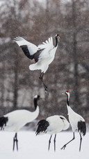 Cranes Dancing in Snow