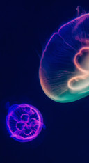 Underwater (5)