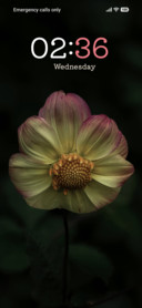 Sunset Petals