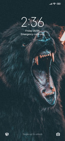 Black bear