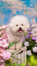 Bichon frises in the sea of flowers
