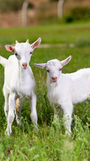 A cute little goat