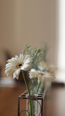 White flowers at home