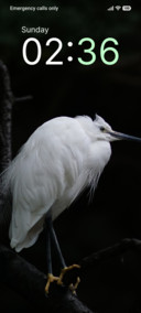 Marsh Guardian