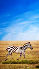 Animal8