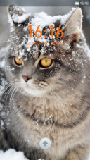 猫咪爱