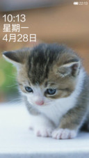 猫猫