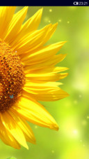 Sunshine