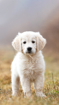 Adorable cute 9 weeks Golden Retriever fluffy puppy
