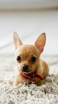 Dog132