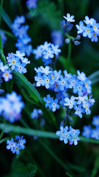 Flowers and plants