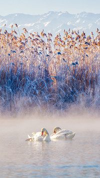 The swan spring in yining xinjiang