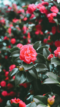 Spring (10)