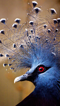 International-Blue Bird