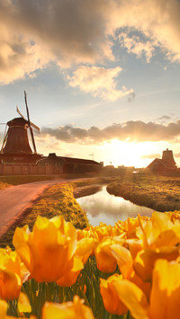Magnificent flower fields