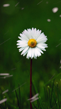 Fresh Daisy