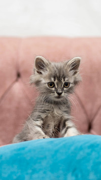 Never wash the little kitten casually