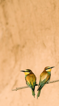 International-European Bee-eater
