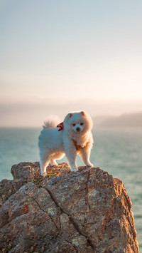 Fluffy white pomeranian puppy dog on a hiking trail