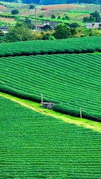 Working in the fields