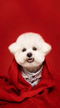 红毯中的萌犬