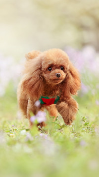 The Teddy dog is so cute 34