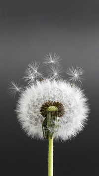 Dandelion in Black Background
