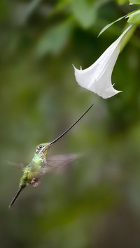 Feeding hummingbirds 39