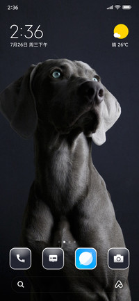 My Dog