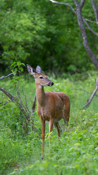 A Deer is Walking in The Forest