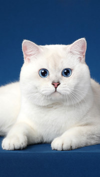 A little cat with blue eyes on a blue background