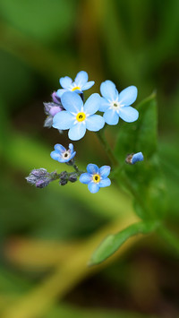 Spring scenery-02