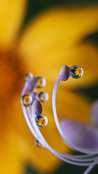 Macro insects