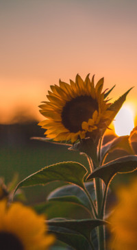 Sunflower Dream (8)