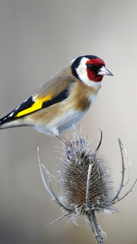 The golden finch perches on plants