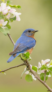 Why can birds stand in trees and sleep 06