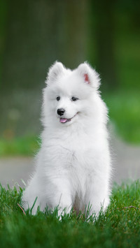 Cute Dog Sitting on The Grass And Smiling