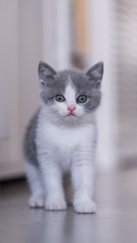 可人小猫咪壁纸-锐景创意