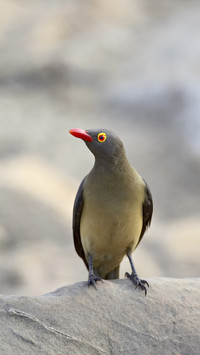 Alert cow starling