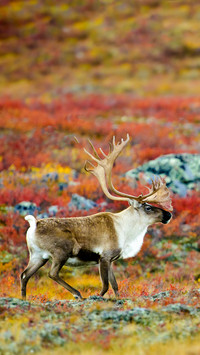 Barrenground caribou bull rangifer tarandus barrenlands