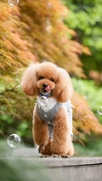 Teddy Teddy 48