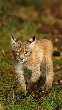 The most beautiful animal in the world 59
