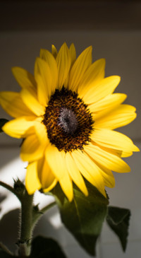Yellow (27)