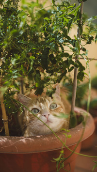 花园里的猫-视觉中国