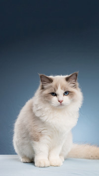 Cats are creatures with poor hands