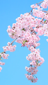 Cherry blossoms in splendor